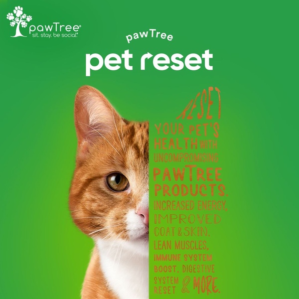 A split-screen creative featuring an orange cat on one side and bold, list-based copy on a solid green background on the other.