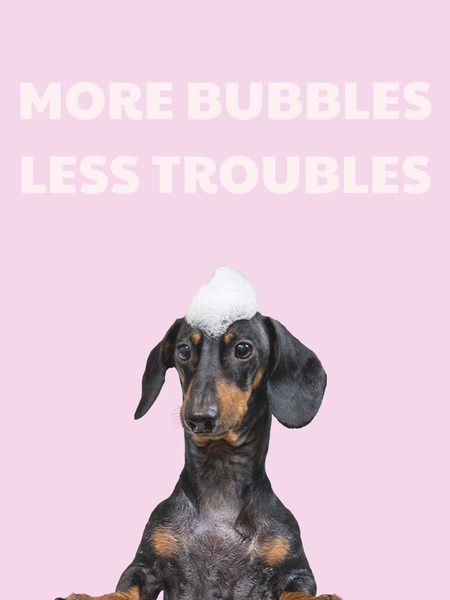 A minimalist studio shot of a dachshund with a soap bubble mohawk against a soft pink background, emphasizing ease-of-use and humor.