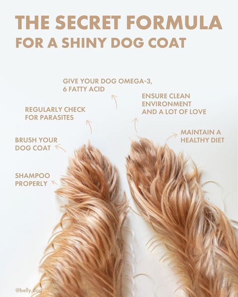 An educational infographic-style ad featuring dog paws with clear, labeled tips for coat health.