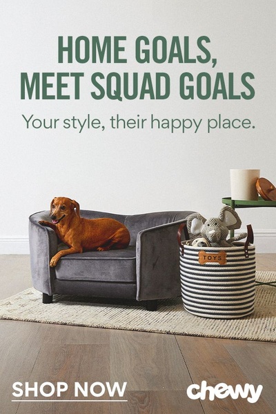 A high-quality studio shot of a dog relaxing on a grey velvet dog sofa next to a matching storage basket for toys.