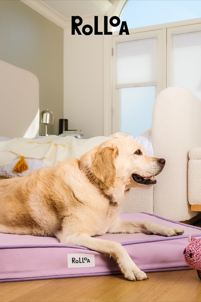 Minimalist Pet Comfort Creative