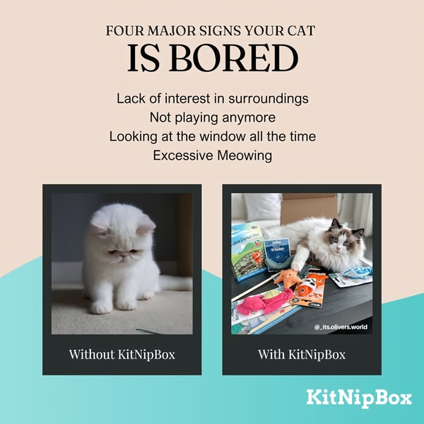 A dual-frame visual comparison showing a cat's behavior without and with a subscription toy box to highlight the product's value.