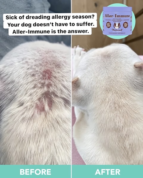 This ad features a visual side-by-side comparison of a dog's skin condition before and after using Aller-Immune supplements to demonstrate product efficacy.