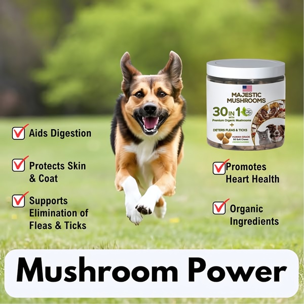 A 1:1 format ad showcasing a high-energy dog alongside a jar of mushroom-based pet supplements with clear, bulleted health benefits.
