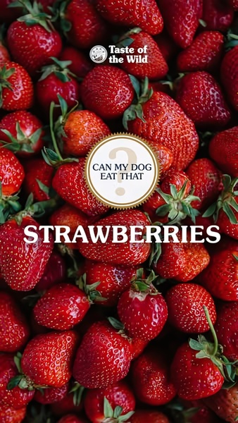 Educational Strawberry Q&A Ad
