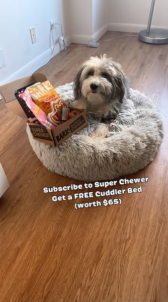 A vertical video ad featuring a dog sitting in a plush bed next to a subscription box, using a direct offer of a free item to encourage sign-ups.