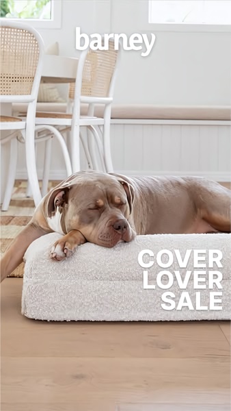 A 9:16 vertical social ad featuring a dog sleeping peacefully on a premium-looking bed in a bright, modern interior.