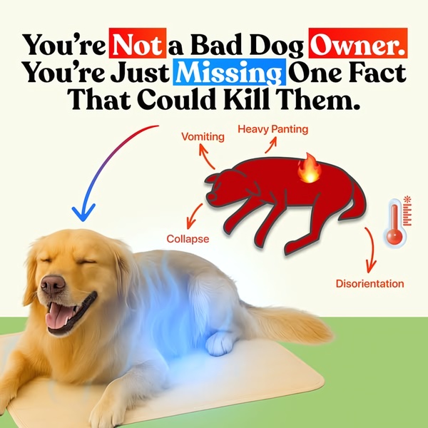 A split-view creative showing a dog suffering from heat exhaustion alongside the solution, using clear text callouts to define the danger.
