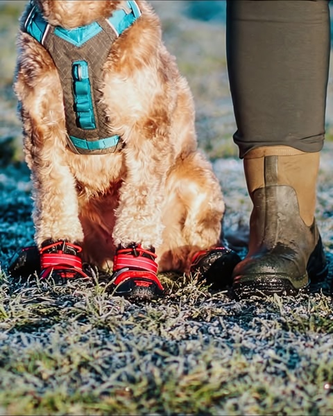 A close-up, low-angle shot showing a dog wearing protective red dog boots while standing on frost-covered grass next to a human in durable boots.