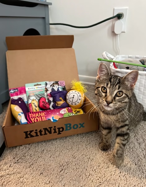 A high-clarity, eye-level product hero shot featuring a cat subscription box open, displaying various cat toys and treats with a curious cat looking directly at the camera.