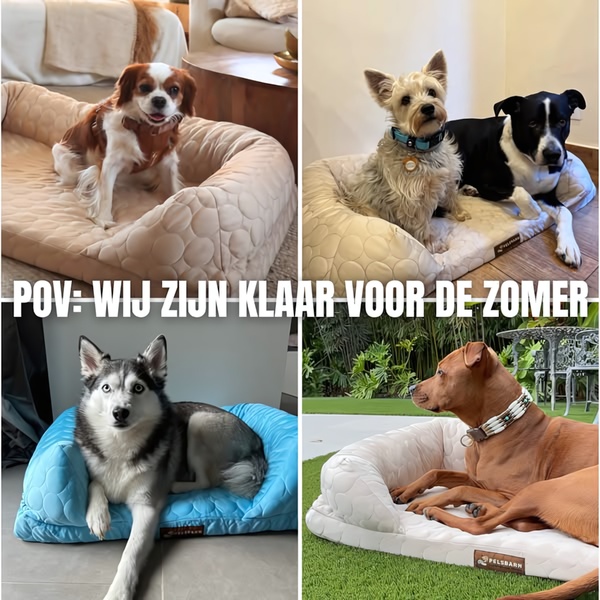 A 1:1 image collage showing various dog breeds relaxing on the same style of orthopedic calming dog bed, emphasizing readiness for the warmer season.