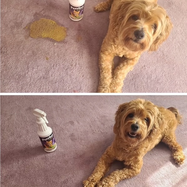 A split-screen comparison showing a carpet stain before and after the use of a cleaner, with a pet looking at the camera in both frames.