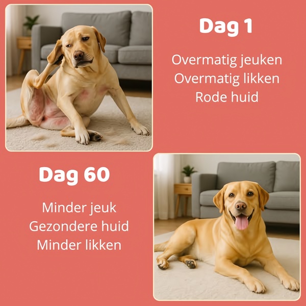 A square split-screen comparison showing a dog's skin condition before and after 60 days of supplement use.