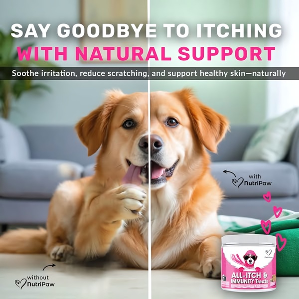 A split-screen comparison showing a dog scratching on the left and a happy, relieved dog on the right, highlighting the benefits of natural immunity treats.