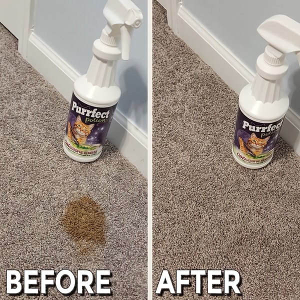 A split-screen comparison showing a dirty carpet spot on the left and the same area cleaned after using the spray bottle on the right.