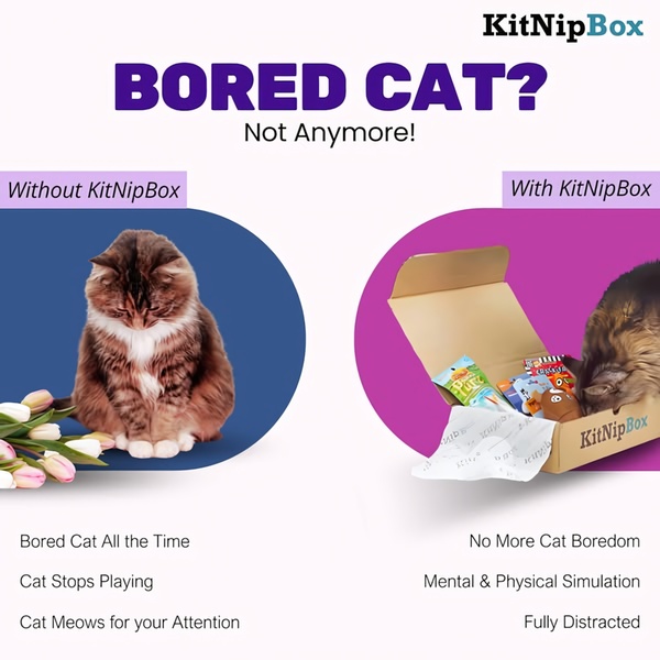 A split-screen comparison showing a bored cat without the subscription box versus an engaged cat interacting with the contents of the box.