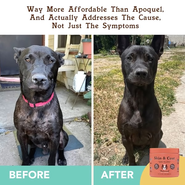 A split-screen comparison showing a dog's skin condition improvement, positioning the supplement as a superior, affordable alternative to prescription medication.