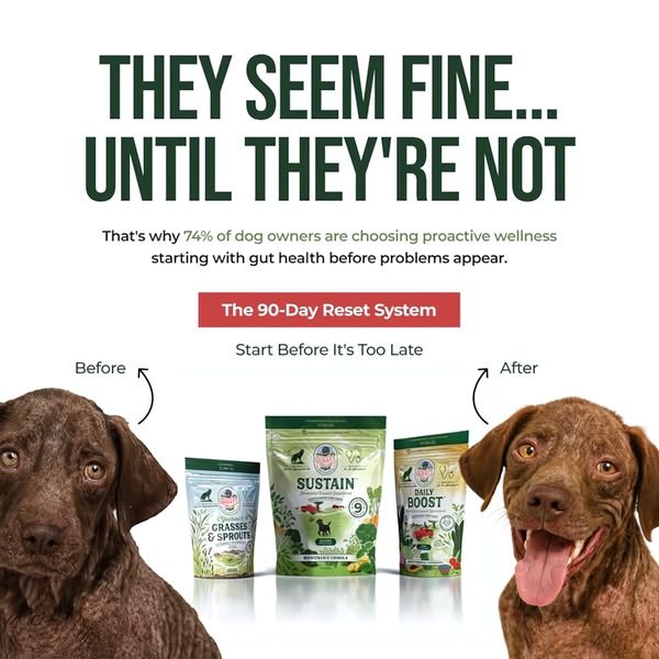 A square-ratio ad showing a visual contrast between a dog's health before and after using a 90-day supplement system.
