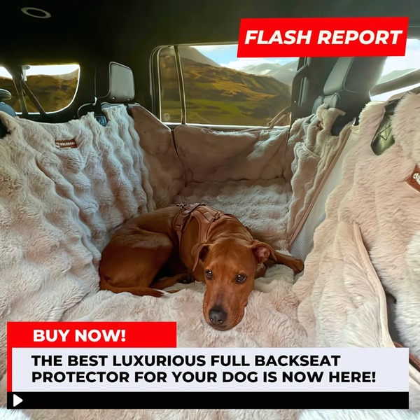 A high-quality, plush dog backseat cover showcased in a vehicle, emphasizing comfort and premium materials.