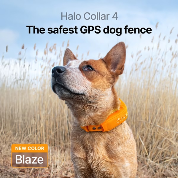 This creative showcases the Halo Collar 4 in a new 'Blaze' color, utilizing a high-quality outdoor portrait of a dog to emphasize safety and product visibility.