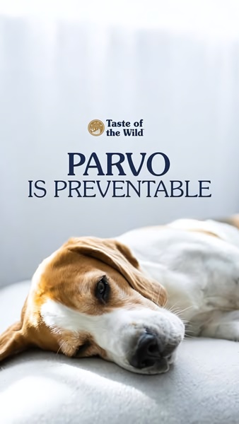 This creative uses a high-contrast educational headline over a soft-focus image of a dog to address a critical pet health concern.