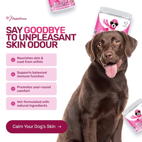 A square ad creative featuring a smiling dog and a clearly formatted list of supplement benefits, designed to address pet skin health.