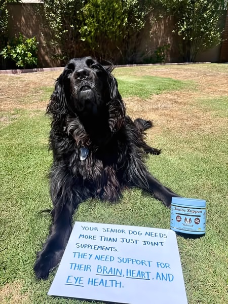 A high-quality image of a senior dog resting outdoors next to a supplement container and a handwritten sign explaining the need for advanced health support.