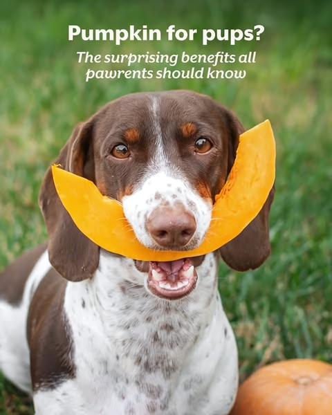 A close-up shot of a dog holding a slice of pumpkin in its mouth, set in a natural outdoor environment, used to introduce pet health benefits.