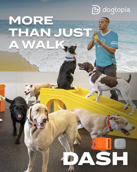 A 4:5 vertical ad showcasing a dog tracking device in a lifestyle setting, using a clean, benefit-focused headline to communicate value to pet owners.