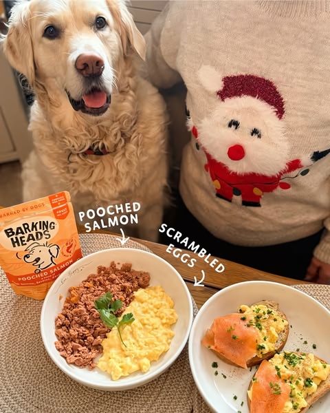 A split-view image showing a golden retriever watching a bowl of dog food alongside a human plate, emphasizing high-quality ingredients.