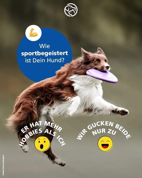 A high-action photograph of a dog catching a frisbee, overlaid with conversational text asking about the pet's hobby level.