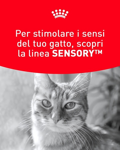 A clean, high-contrast ad featuring a close-up of a cat with bold typography and a brand logo to highlight sensory benefits.