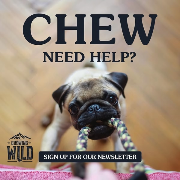 A close-up shot of a pug biting a rope toy used to grab attention for a pet brand newsletter signup.