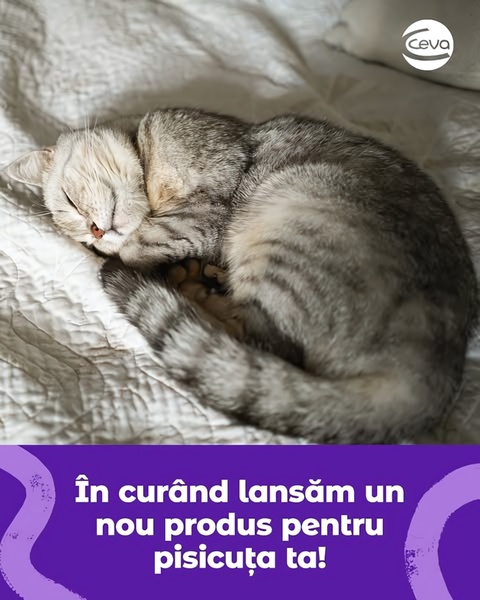 A high-contrast 4:5 teaser creative featuring a sleeping cat to build brand anticipation for a new pet product launch.