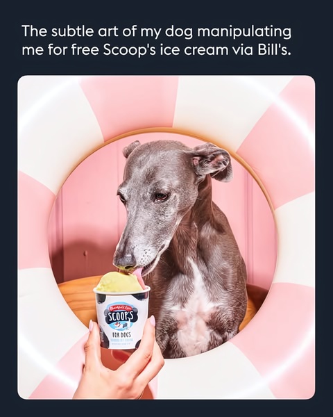 A close-up shot of a greyhound eating ice cream out of a branded cup, framed by a pink striped inflatable ring.