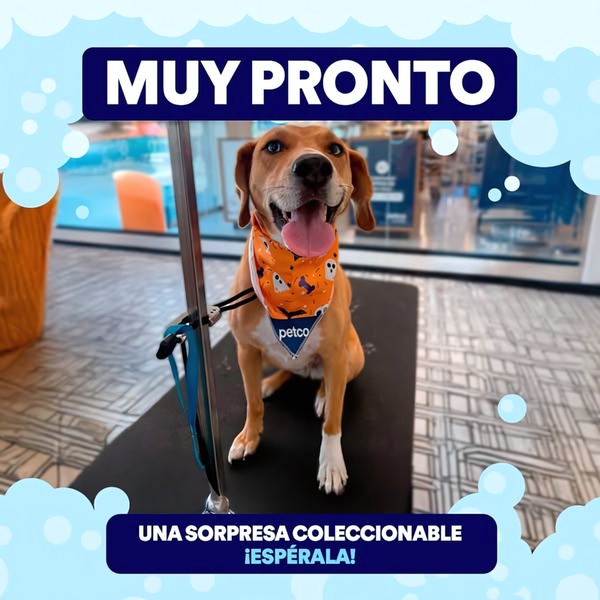 pet bandana, dog bandana, pet accessories, dog accessories, pet clothing, dog neckerchief, pet scarf, limited time deal, brand awareness, lifestyle, playful, energetic, blue, orange