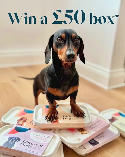 A high-converting 4:5 vertical ad creative featuring a cute dachshund standing on top of premium boxed dog food containers, clearly communicating a value-driven giveaway.
