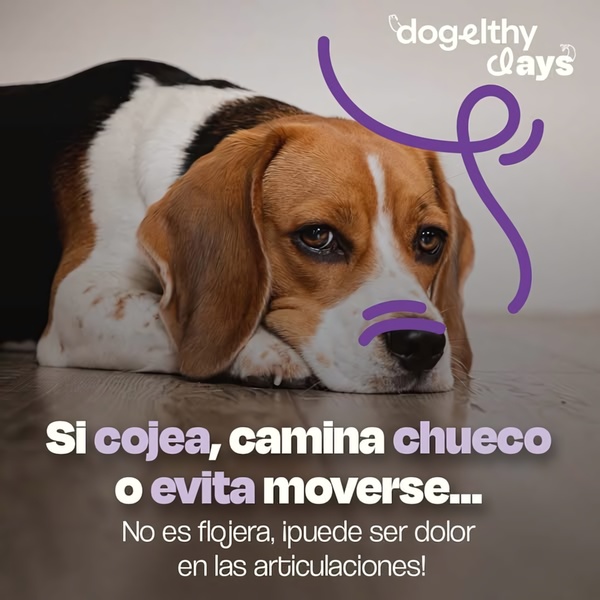 A high-empathy square format image that highlights common signs of canine joint pain to educate and convert pet owners.
