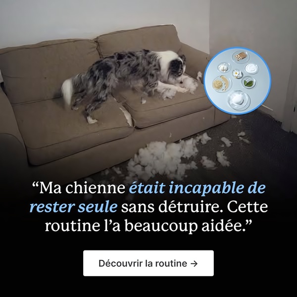 A split-screen ad creative featuring a dog after a destructive episode next to a circular graphic showing natural ingredients for anxiety relief.