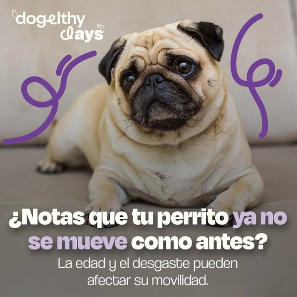 A square format ad featuring a concerned-looking pug with a hook focusing on the pet's mobility struggles, followed by an educational statement.