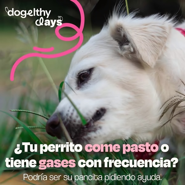 This 1:1 creative identifies specific pet discomforts, like eating grass or gas, to connect emotionally with concerned pet owners.