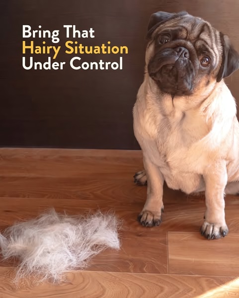 This ad creative features a somber, relatable pug sitting next to a pile of fur, using direct text to address the universal pet owner frustration of shedding.