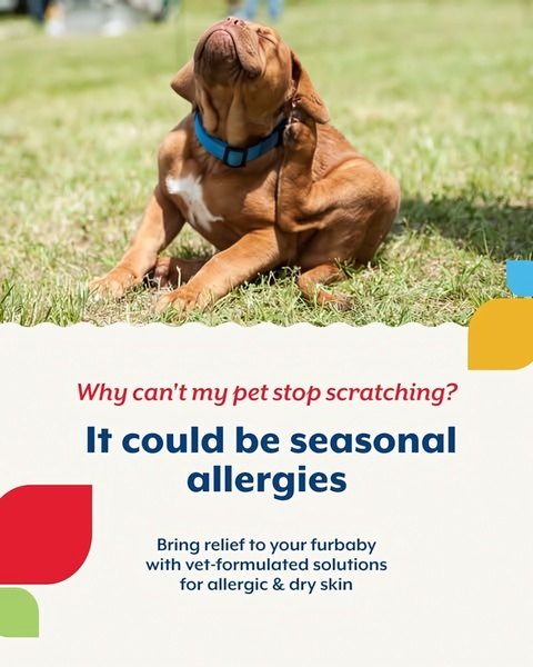 An educational ad creative that uses a high-engagement question about pet scratching to introduce a targeted skin care solution.
