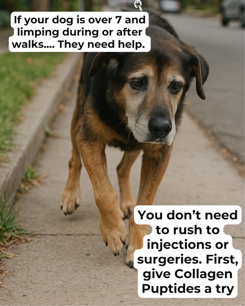 A static 4:5 image ad featuring an aging dog in pain with clear overlay text highlighting a non-invasive alternative to surgery.