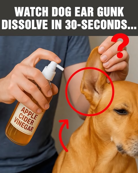 A direct, benefit-focused ad for a dog ear cleaner showing a fast-acting solution for ear hygiene using a clear, problem-focused visual narrative.