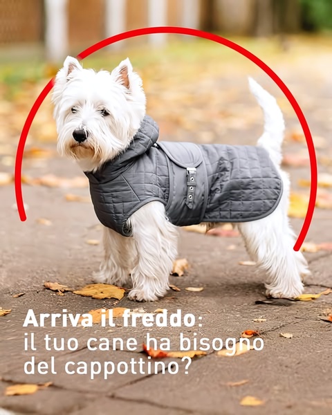 dog coat, pet jacket, dog clothing, pet apparel, winter coat, dog outerwear, product launch, lifestyle, warm, neutral, red