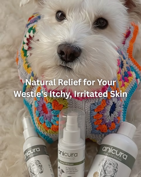 A close-up of a Westie wearing a colorful handmade sweater, surrounded by bottles of soothing pet skincare products.