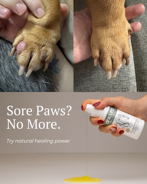 A split-screen video frame showcasing a dog's irritated paw versus a healed paw, followed by a product demonstration of the gel ointment.