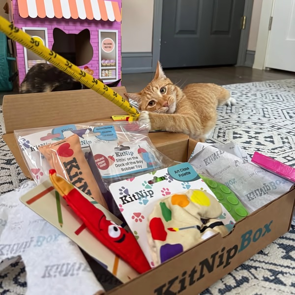 An orange cat is captured interacting playfully with a KitNipBox, showing the unboxing experience through the lens of a pet's curiosity.