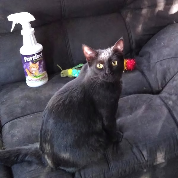 A static 1:1 image featuring a black cat sitting next to a bottle of pet stain remover, positioning the product as a relatable household essential.